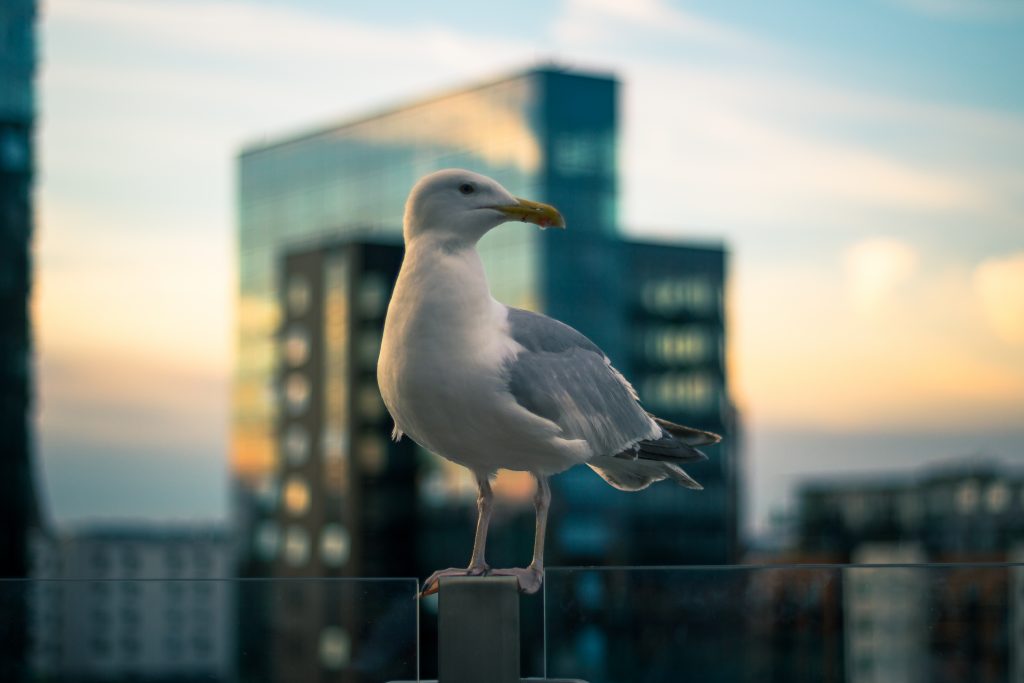 Seagull, financial market, Seagull spread